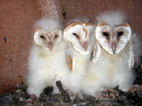 Barn owl chicks web.jpg